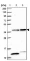 Cytokine Induced Apoptosis Inhibitor 1 antibody, PA5-59903, Invitrogen Antibodies, Western Blot image 