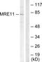 MRE11 Homolog, Double Strand Break Repair Nuclease antibody, LS-C118026, Lifespan Biosciences, Western Blot image 