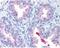 ATP Binding Cassette Subfamily A Member 1 antibody, PA1-32129, Invitrogen Antibodies, Immunohistochemistry frozen image 
