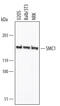 Structural Maintenance Of Chromosomes 1A antibody, MAB3294, R&D Systems, Western Blot image 