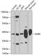 G Protein Subunit Beta 5 antibody, 19-374, ProSci, Western Blot image 