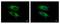 VPS11 Core Subunit Of CORVET And HOPS Complexes antibody, LS-C185899, Lifespan Biosciences, Immunocytochemistry image 
