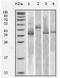 Thioredoxin antibody, AM06168SU-N, Origene, Western Blot image 