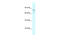 Collectin Subfamily Member 12 antibody, 27-614, ProSci, Western Blot image 