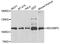 SECIS Binding Protein 2 antibody, PA5-77008, Invitrogen Antibodies, Western Blot image 