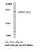 BRCA1 Associated RING Domain 1 antibody, LS-C176971, Lifespan Biosciences, Western Blot image 