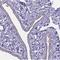 Sperm Flagellar 2 antibody, NBP1-84361, Novus Biologicals, Immunohistochemistry frozen image 