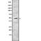 Cytokine Receptor Like Factor 1 antibody, abx149554, Abbexa, Western Blot image 