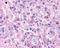KISS1 Receptor antibody, NLS1929, Novus Biologicals, Immunohistochemistry frozen image 