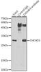 Coiled-Coil-Helix-Coiled-Coil-Helix Domain Containing 3 antibody, GTX64550, GeneTex, Immunoprecipitation image 