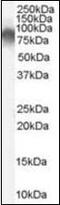 Radixin antibody, orb89605, Biorbyt, Western Blot image 