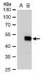SRY-Box 18 antibody, PA5-78506, Invitrogen Antibodies, Western Blot image 