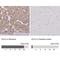 E74 Like ETS Transcription Factor 4 antibody, NBP2-33286, Novus Biologicals, Immunohistochemistry paraffin image 