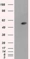 Aldehyde Dehydrogenase 3 Family Member A1 antibody, MA5-25085, Invitrogen Antibodies, Western Blot image 