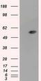 Aldehyde Dehydrogenase 3 Family Member A1 antibody, MA5-25085, Invitrogen Antibodies, Western Blot image 