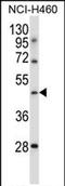 Transducin-like enhancer protein 6 antibody, PA5-71819, Invitrogen Antibodies, Western Blot image 