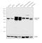 Calcium/Calmodulin Dependent Protein Kinase II Delta antibody, PA5-22168, Invitrogen Antibodies, Western Blot image 