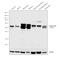 Calcium/Calmodulin Dependent Protein Kinase II Delta antibody, PA5-22168, Invitrogen Antibodies, Western Blot image 