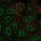 Fructose-Bisphosphatase 2 antibody, PA5-65938, Invitrogen Antibodies, Immunofluorescence image 