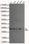 General Transcription Factor IIB antibody, MBS475182, MyBioSource, Western Blot image 