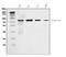 Phosphoinositide-3-Kinase Regulatory Subunit 1 antibody, A00318-1, Boster Biological Technology, Western Blot image 