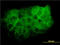 Mitogen-Activated Protein Kinase 13 antibody, LS-B5520, Lifespan Biosciences, Immunofluorescence image 