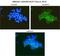 Toll Like Receptor 5 antibody, NBP2-24787, Novus Biologicals, Immunocytochemistry image 