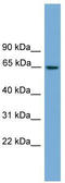 Tripartite Motif Containing 25 antibody, TA344456, Origene, Western Blot image 