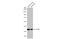 Cellular Communication Network Factor 2 antibody, GTX124232, GeneTex, Western Blot image 