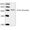 Hemagglutinin antibody, LS-C203305, Lifespan Biosciences, Western Blot image 