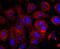 Basigin (Ok Blood Group) antibody, NBP2-66820, Novus Biologicals, Immunofluorescence image 