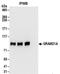 GRAM Domain Containing 1A antibody, NBP2-32147, Novus Biologicals, Immunoprecipitation image 