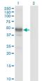 LIM Homeobox 2 antibody, H00009355-M02, Novus Biologicals, Western Blot image 