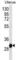 Ring Finger Protein 148 antibody, abx027121, Abbexa, Western Blot image 