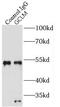 Glutamate-Cysteine Ligase Modifier Subunit antibody, FNab03387, FineTest, Immunoprecipitation image 