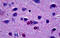 EBF Transcription Factor 3 antibody, MBS246146, MyBioSource, Immunohistochemistry frozen image 