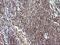 Necdin, MAGE Family Member antibody, NBP2-46117, Novus Biologicals, Immunohistochemistry paraffin image 