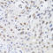 Chromobox 4 antibody, LS-C334570, Lifespan Biosciences, Immunohistochemistry frozen image 