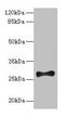 Fibroblast Growth Factor 13 antibody, CSB-PA008619LA01HU, Cusabio, Western Blot image 
