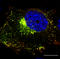 RAB5A, Member RAS Oncogene Family antibody, LS-C204234, Lifespan Biosciences, Immunofluorescence image 