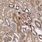 TeM antibody, NBP2-49189, Novus Biologicals, Immunohistochemistry frozen image 