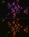 Annexin A5 antibody, GTX30049, GeneTex, Immunofluorescence image 