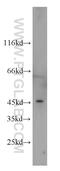 Forkhead Box D4 Like 6 antibody, 22081-1-AP, Proteintech Group, Western Blot image 