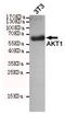PX domain-containing protein kinase-like protein antibody, TA346877, Origene, Western Blot image 