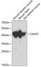Creatine Kinase, Mitochondrial 2 antibody, 18-573, ProSci, Western Blot image 