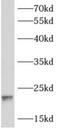 ADP Ribosylation Factor 1 antibody, FNab00529, FineTest, Western Blot image 