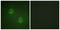 Anaphase Promoting Complex Subunit 1 antibody, LS-C198634, Lifespan Biosciences, Immunofluorescence image 