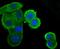 Inhibitor Of Nuclear Factor Kappa B Kinase Subunit Epsilon antibody, NBP2-75537, Novus Biologicals, Immunocytochemistry image 