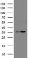 Replication Factor C Subunit 2 antibody, LS-C174085, Lifespan Biosciences, Western Blot image 