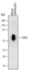 CD55 Molecule (Cromer Blood Group) antibody, MA5-24264, Invitrogen Antibodies, Western Blot image 